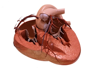 Kalp Şekli Türleri ve Özellikleri